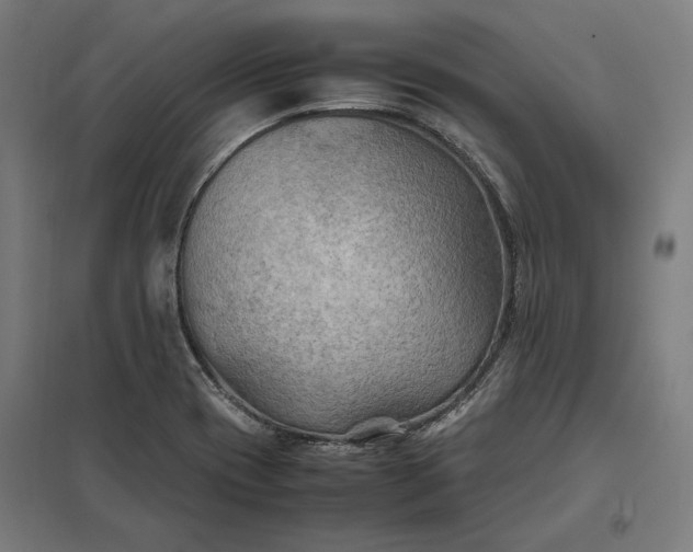X0000097901417200803281329