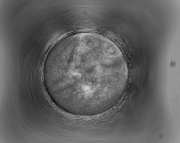 X0000097900002200804041448