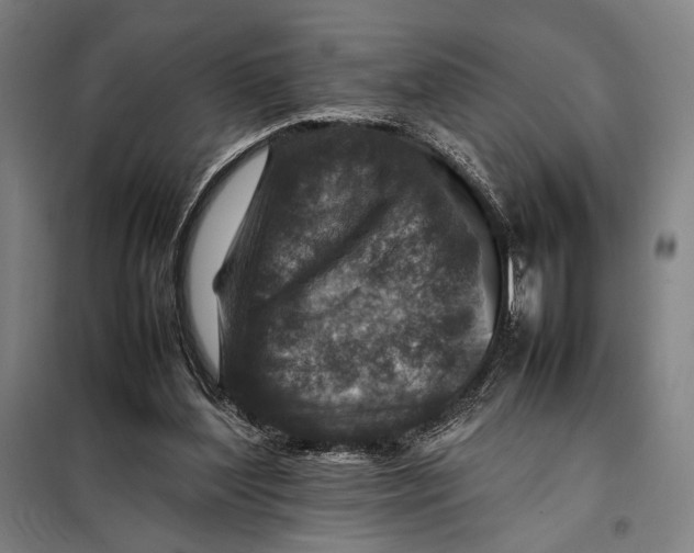 X0000097900204200804041445