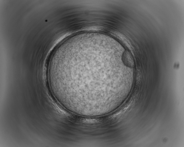 X0000097900835200804041435