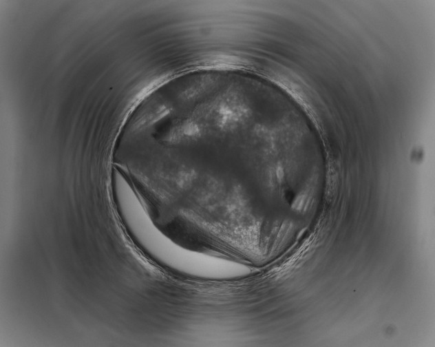 X0000097900850200804041435