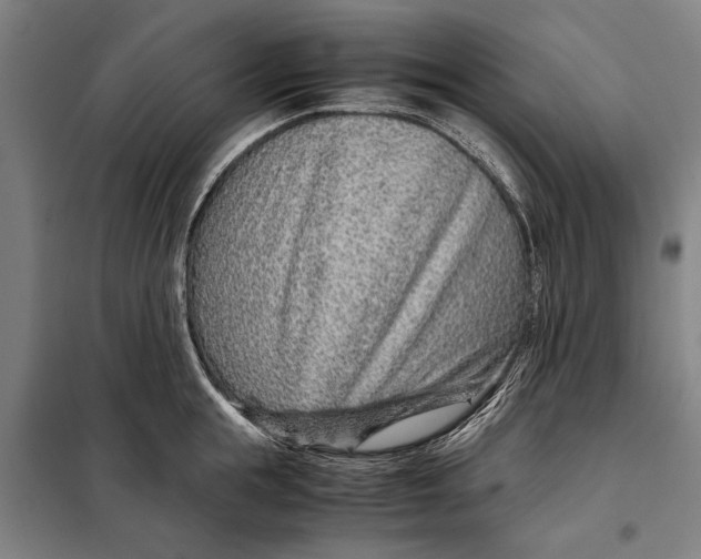 X0000097900855200804041435