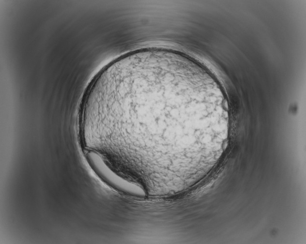 X0000097900999200804041433