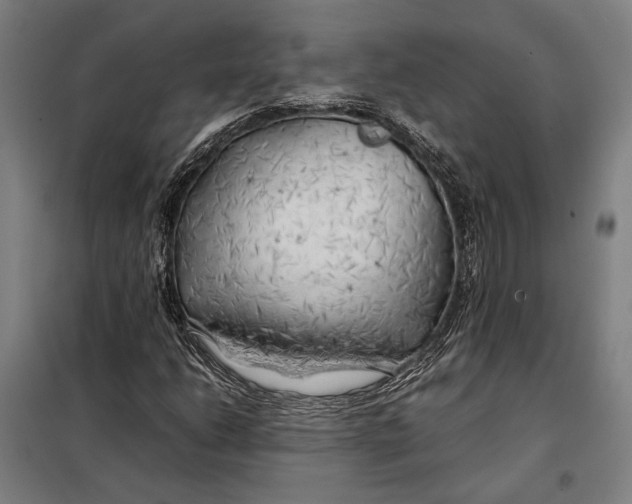 X0000097901206200804041429