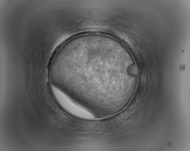 X0000097901267200804041429