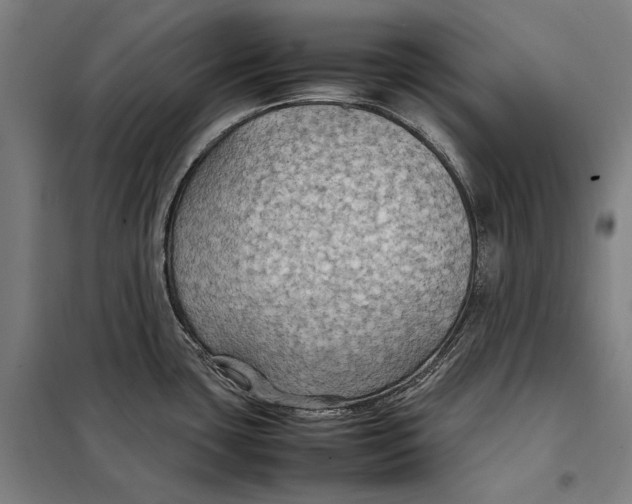 X0000097901435200804041427