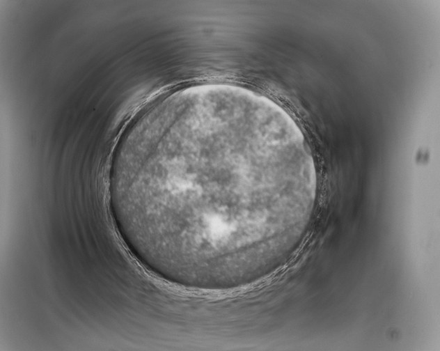 X0000097900002200804111057