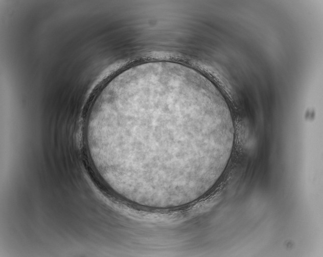 X0000097900016200804111057