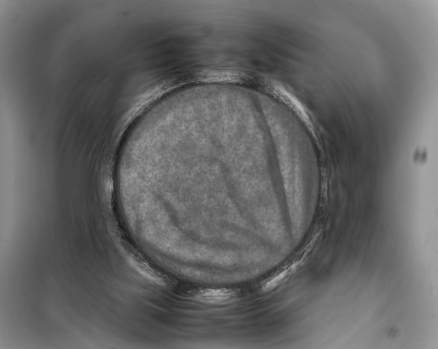 X0000097900059200804111056