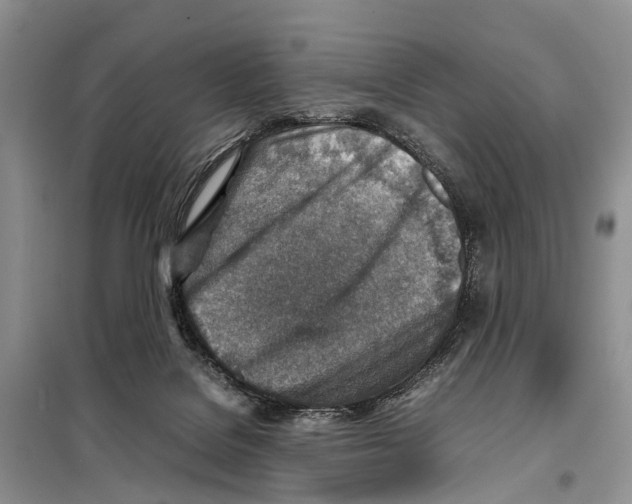 X0000097900076200804111056