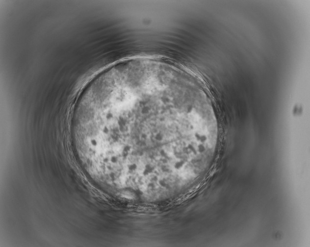 X0000097900337200804111050