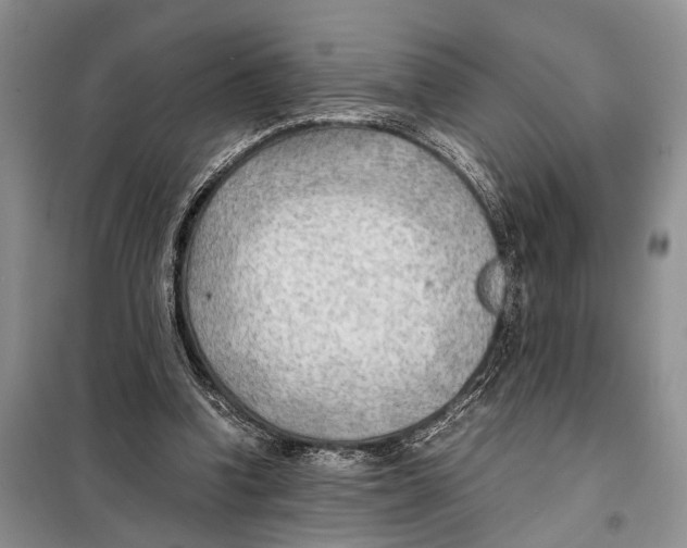 X0000097900346200804111051