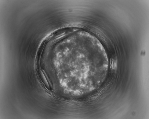 X0000097900388200804111050