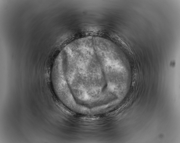 X0000097900661200804111046