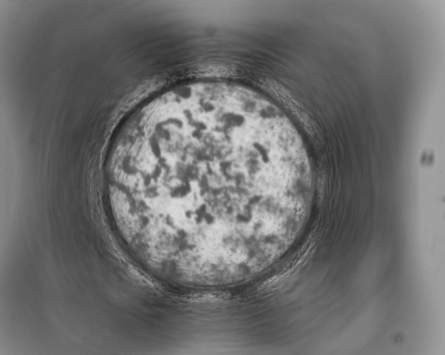 X0000097900721200804111043