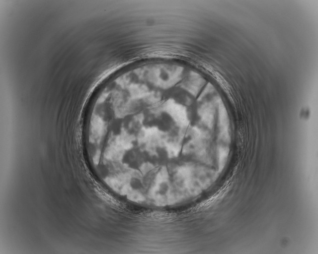 X0000097900779200804111043