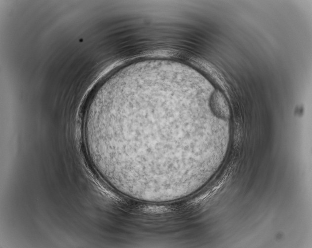 X0000097900835200804111042