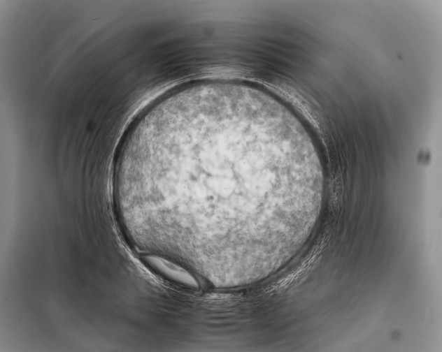 X0000097900839200804111042