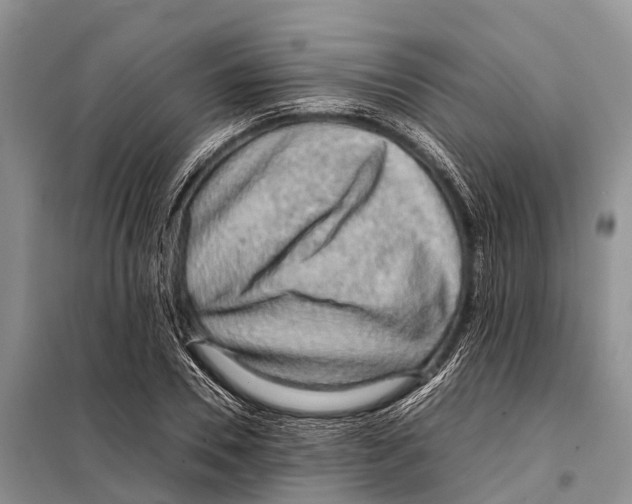 X0000097900930200804111040