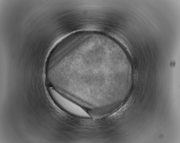 X0000097900935200804111040