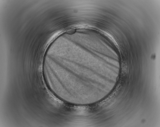 X0000097900946200804111041