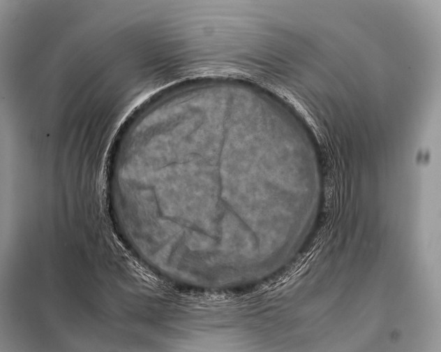 X0000097900975200804111040