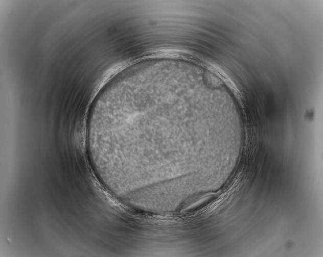 X0000097900994200804111039