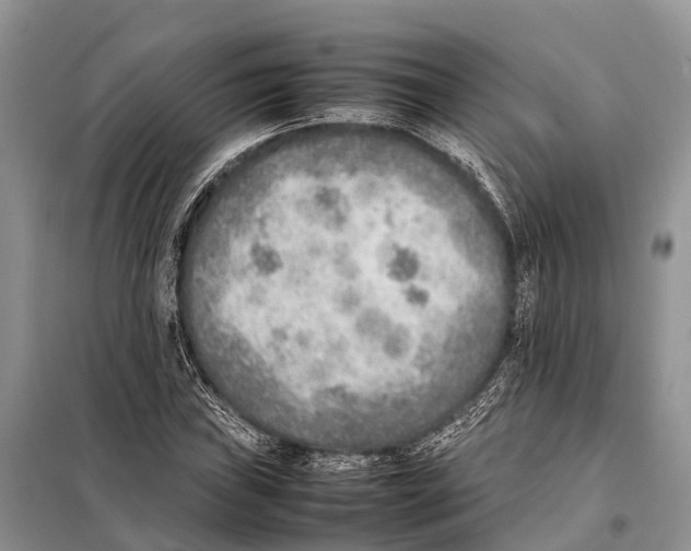 X0000097901019200804111039