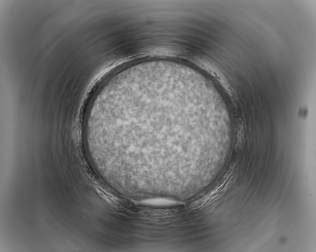 X0000097901027200804111039