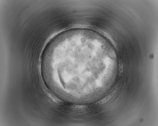 X0000097901035200804111039