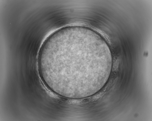 X0000097901086200804111038