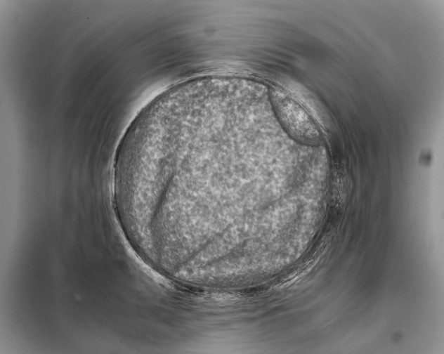 X0000097901095200804111038