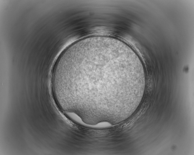 X0000097901235200804111036