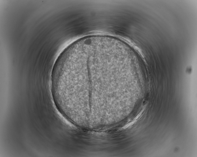 X0000097901239200804111036