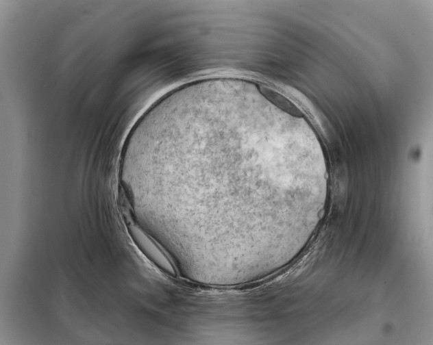 X0000097901244200804111036