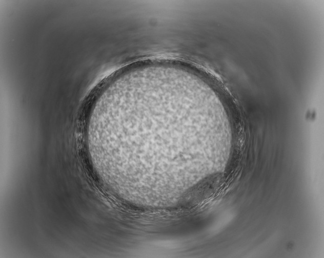 X0000097901255200804111035