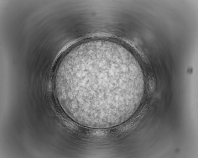 X0000097901266200804111035