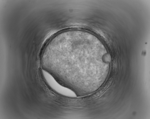 X0000097901267200804111035