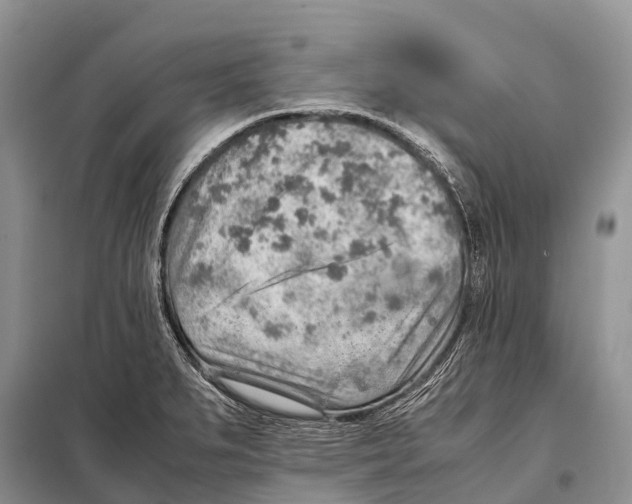 X0000097901279200804111035