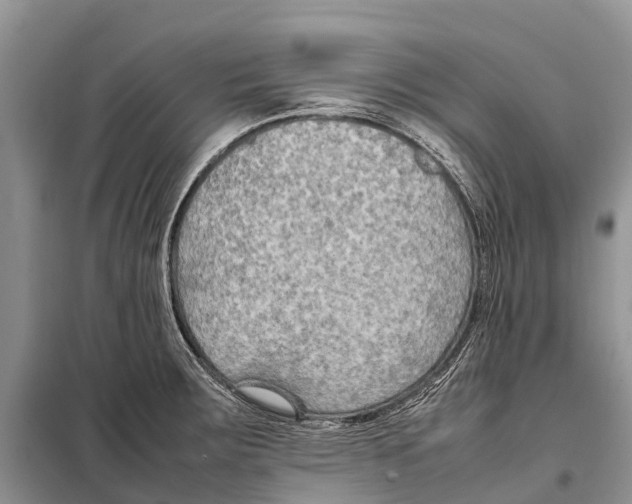 X0000097901283200804111035