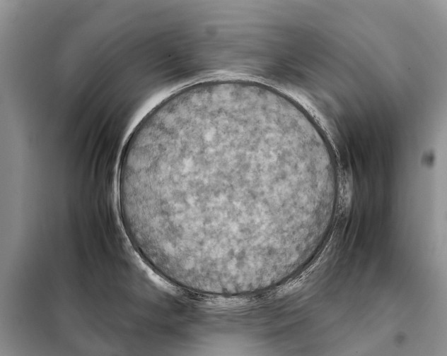 X0000097901294200804111034