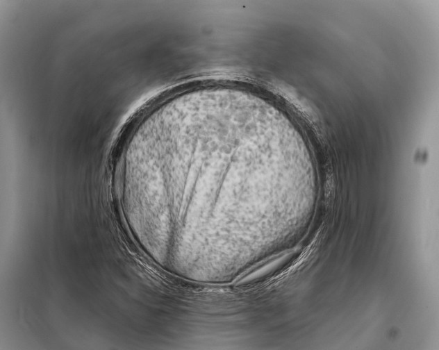 X0000097901310200804111034