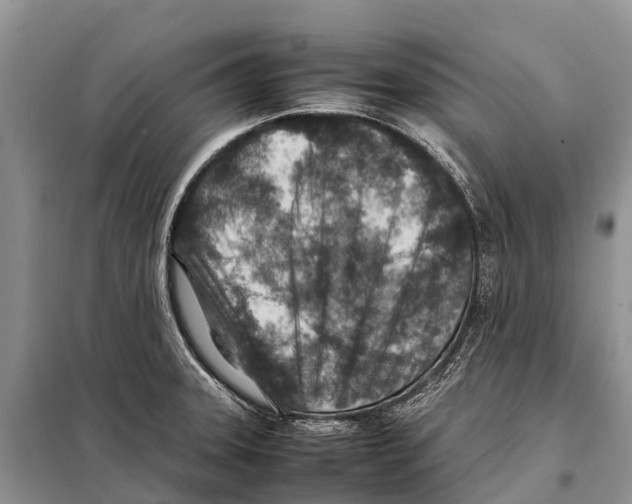 X0000097901331200804111034