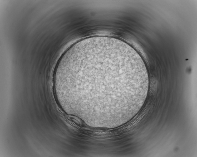 X0000097901435200804111033