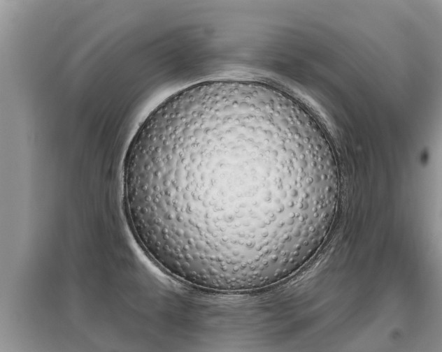 X0000097911479200803141018