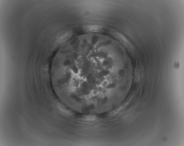 X0000097910377200803141424