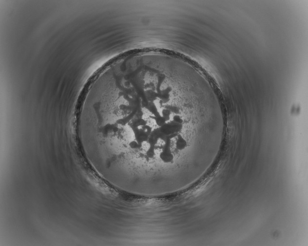 X0000097910879200803141416