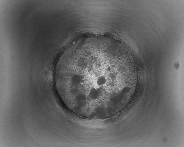 X0000097910032200803211515