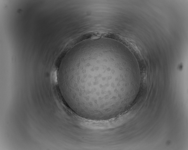 X0000097910042200803211515