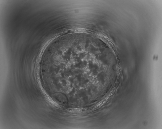 X0000097910049200803211514